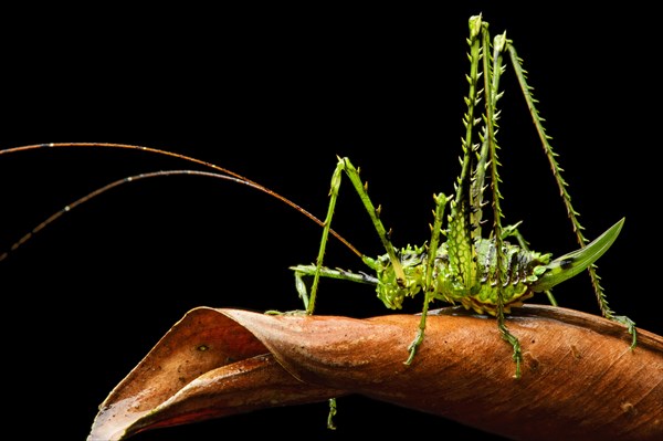 Katydid (Tettigoniidae)