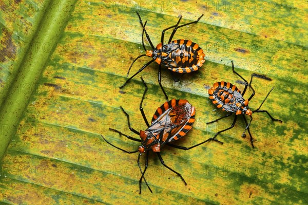 Coreidae (Coreidae) nymphs and imago