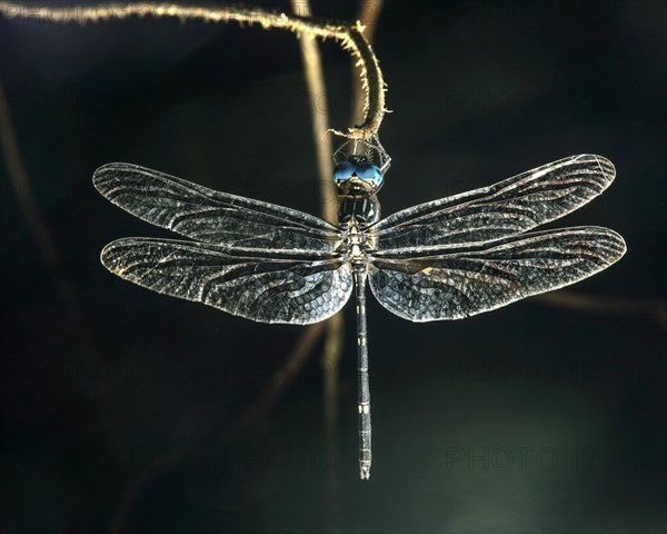 Sleeping neotropical dragonfly (Micrathyria sp.)