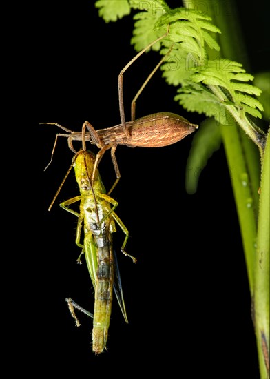 Harvestman (Opliones) with prey