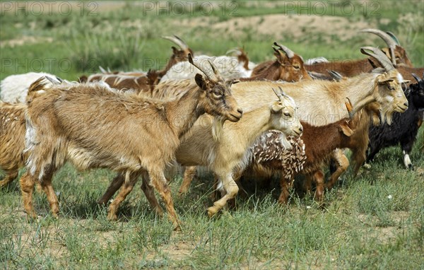 Cashmere goats