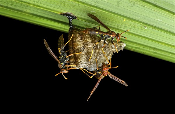 Neotropical Vespid (Polistes sp.) honeycomb nest on a leaf