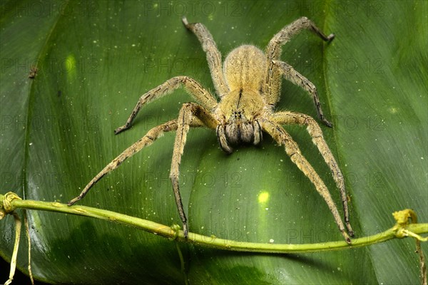 Wandering spider (Ctenidae)