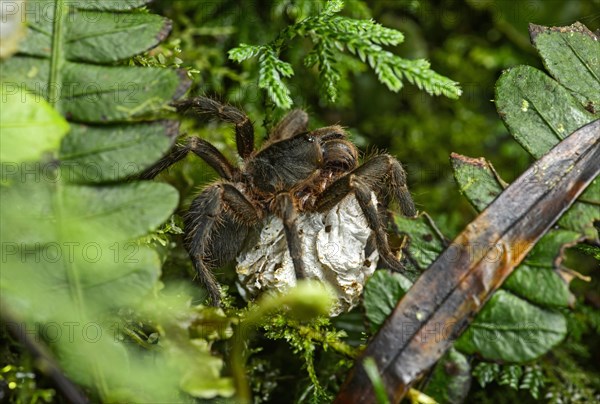 Tarantula (Theraphosidae)