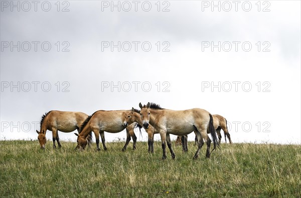 Przewalski wild horses (Equus ferus przewalskii)