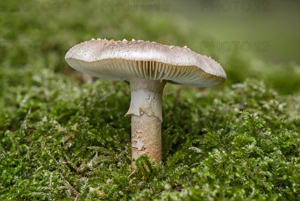 Blusher (Amanita rubescens)