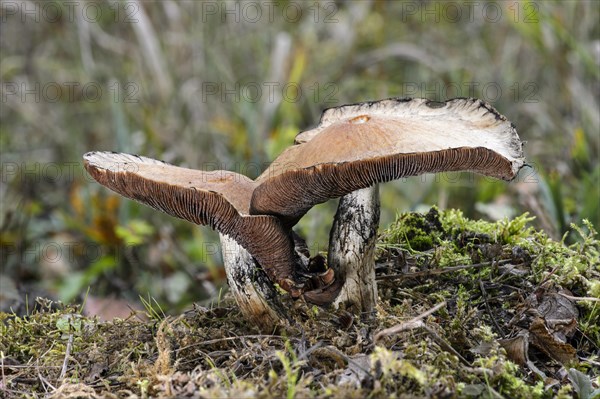 Wood blewit (Lepista nuda)