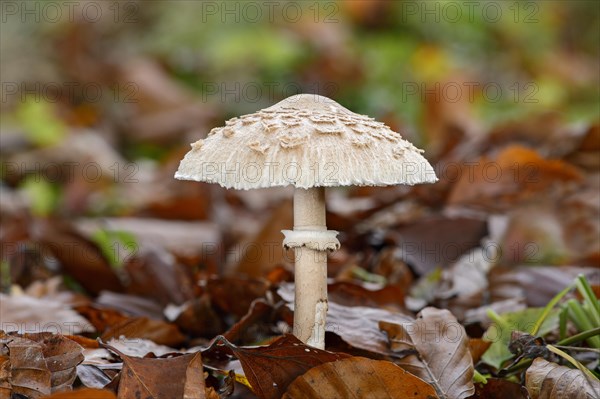 Parasol mushroom (Macrolepiota procera)