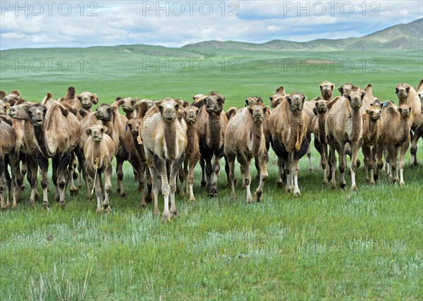 Herd of wild Bactrian camels (Camelus ferus) in Mongolian steppe