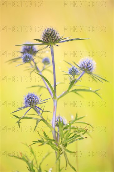 Sea holly (Eryngium maritimum)