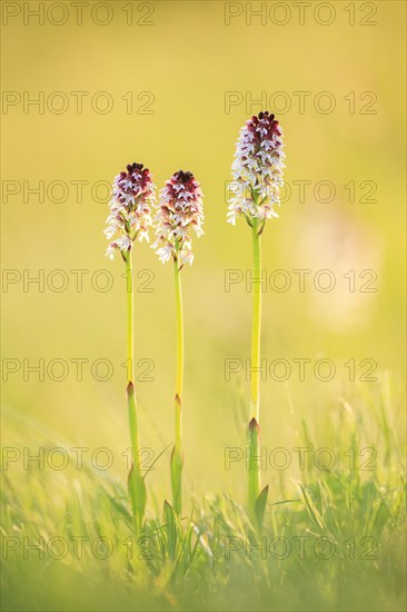 Burnt-tip orchid (Neotinea ustulata)