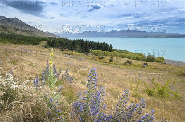 Lake Pukaki and Mount Cook National Park