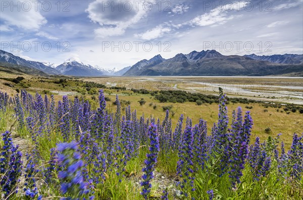 Viper's Bugloss (Echium vulgare) in front of the wide Tasman River riverbed