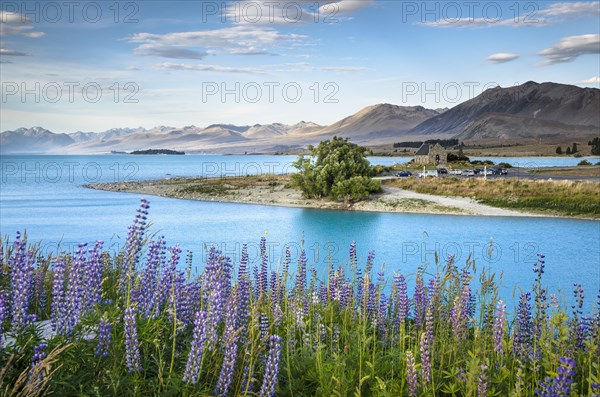 View over lupines (Lupinus) to the Church of the Good Shepherd at the turquoise Lake Tekapo