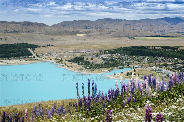 Lupines (Lupinus) in front of turquoise Lake Tekapo