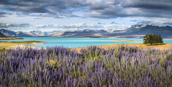 Viper's Bugloss (Echium vulgare) in front of the turquoise shining Lake Tekapo