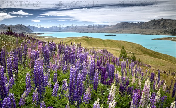 Lupines (Lupinus) in front of turquoise Lake Tekapo