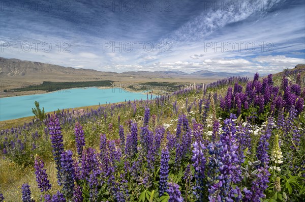 Lupines (Lupinus) in front of turquoise Lake Tekapo