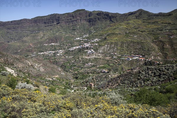 View from a hiking trail below Roque Nublo of blooming vegetation