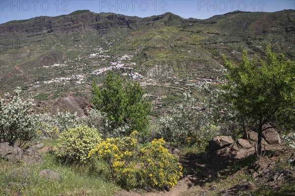 View from a hiking trail below Roque Nublo of blooming vegetation