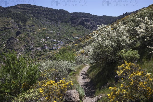 View from a hiking trail below Roque Nublo of blooming vegetation