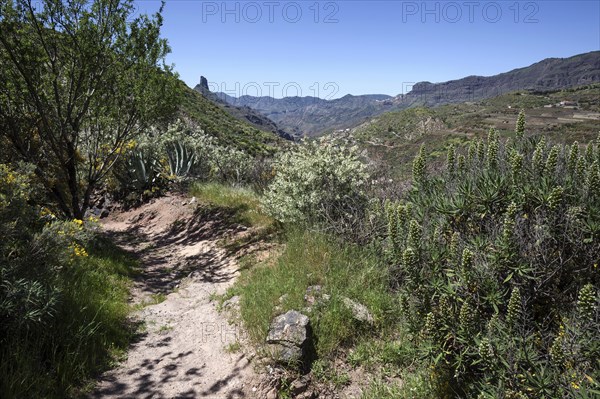 Hiking trail below the Roque Nublo