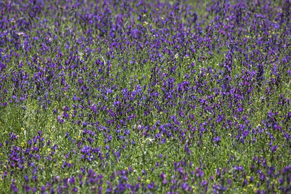 Purple viper's-bugloss (Echium plantagineum)