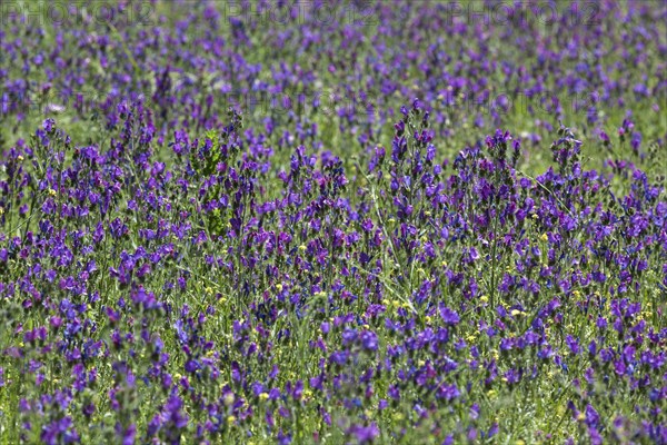 Purple viper's-bugloss (Echium plantagineum)