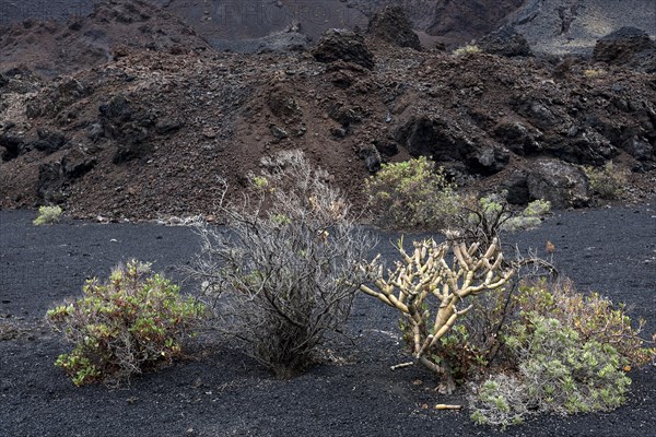 Volcanic landscape