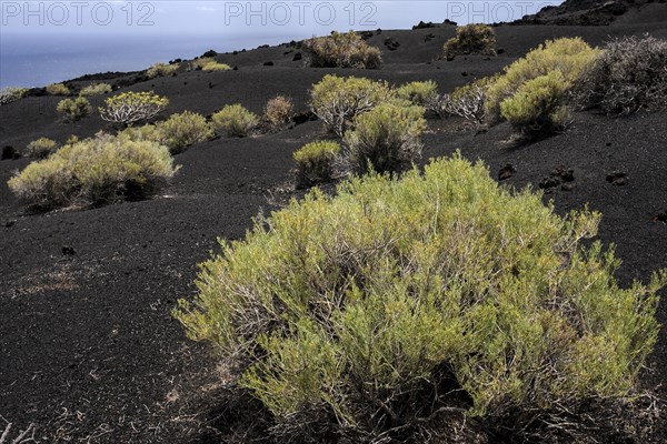 Volcanic landscape with typical vegetation