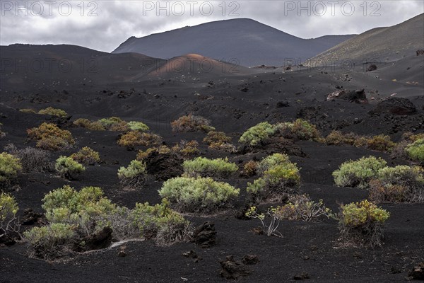 Volcanic landscape with typical vegetation