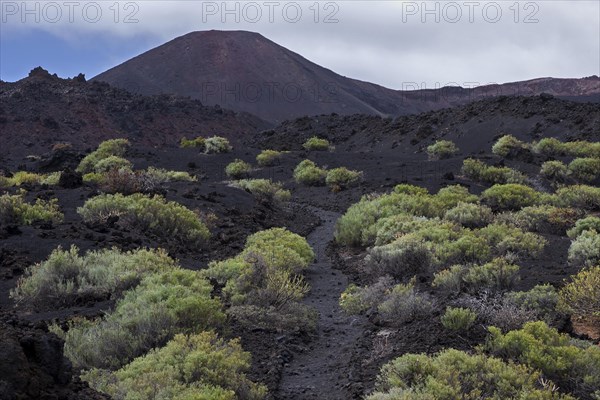 Track through the volcanic landscape with typical vegetation