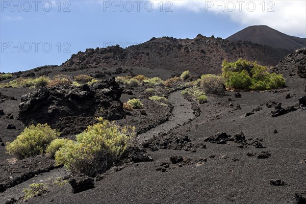 Track through the volcanic landscape with typical vegetation