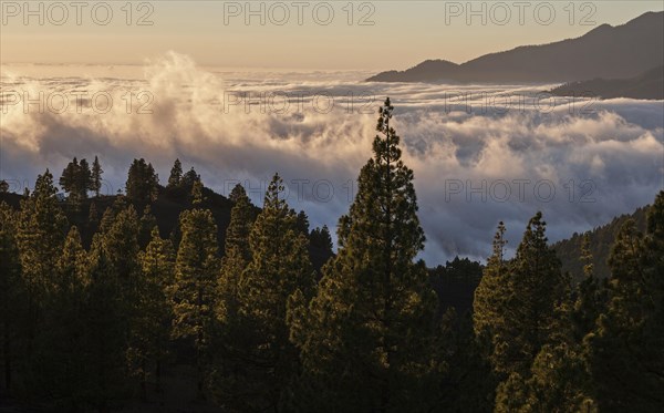 View onto Passat clouds above the Valle Aridane