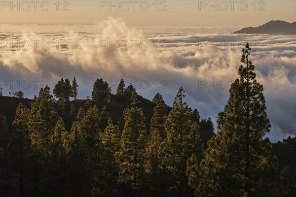 View onto Passat clouds above the Valle Aridane