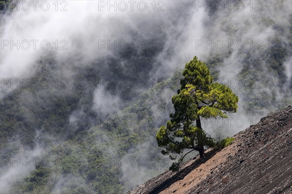 Canary Island Pine (Pinus canariensis)