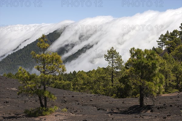 Canary Pines (Pinus canariensis) in the Parque Natural de Cumbre Vieja