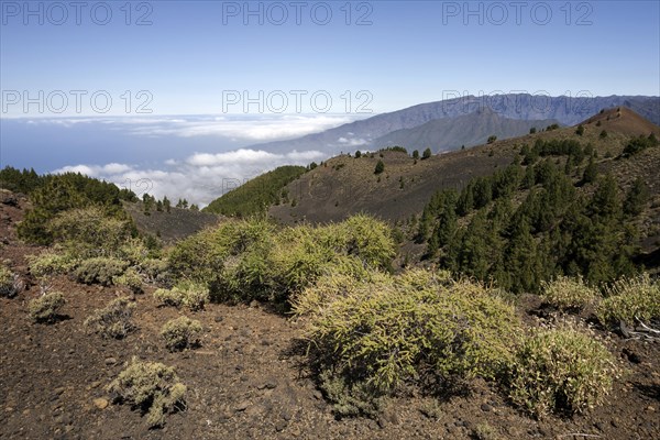 View from Pico Birigoyo onto the volcanic landscape and the pine forest in the Parque Natural de Cumbre Vieja