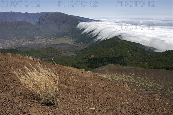 View from Pico Birigoyo onto the pine forest and the waterfall of clouds above the Cumbre Nueva