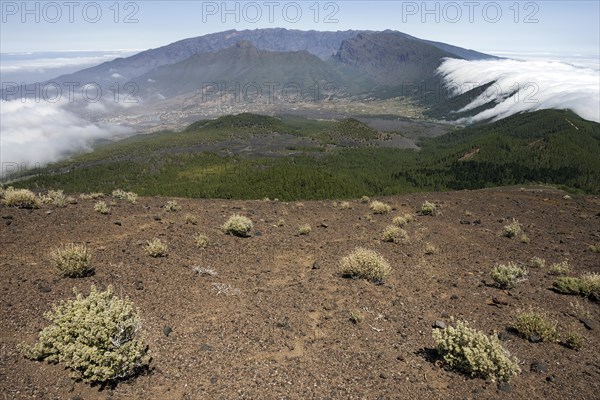 View from Pico Birigoyo onto the pine forest and the waterfall of clouds above the Cumbre Nueva