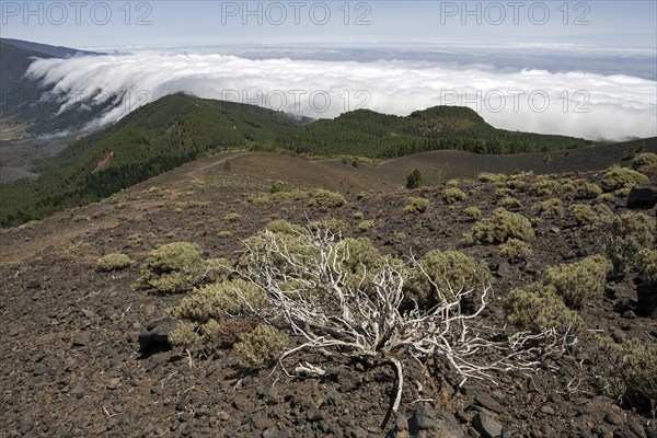 View from Pico Birigoyo onto the pine forest and the waterfall of clouds above the Cumbre Nueva