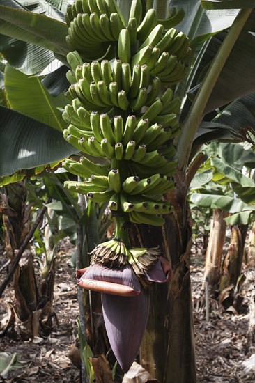 Canary Islands bananas (Musa sp.)