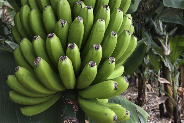 Canary Islands bananas (Musa sp.)