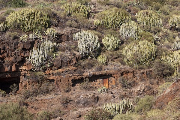 Canary Island spurges (Euphorbia canariensis)