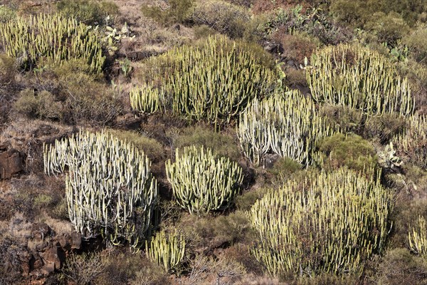 Canary Island spurges (Euphorbia canariensis)