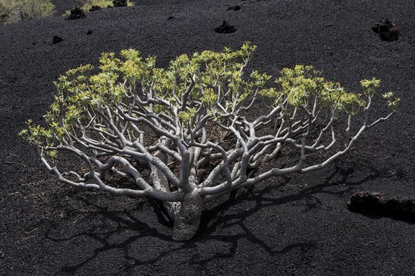 Spurge or euphorbia (Euphorbia berthelotii) on volcanic rock