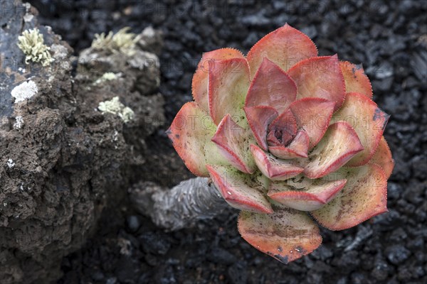 Aeonium nobile (Aeonium nobile) on volcanic rock