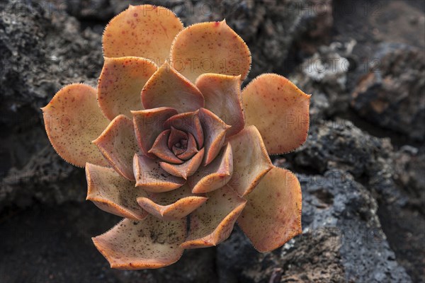 Aeonium nobile (Aeonium nobile) on volcanic rock