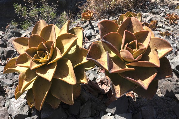 Aeonium nobile (Aeonium nobile) on volcanic rock