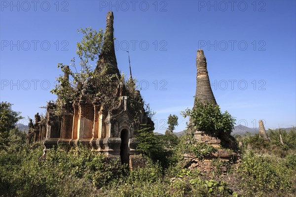 Pagoda Forest